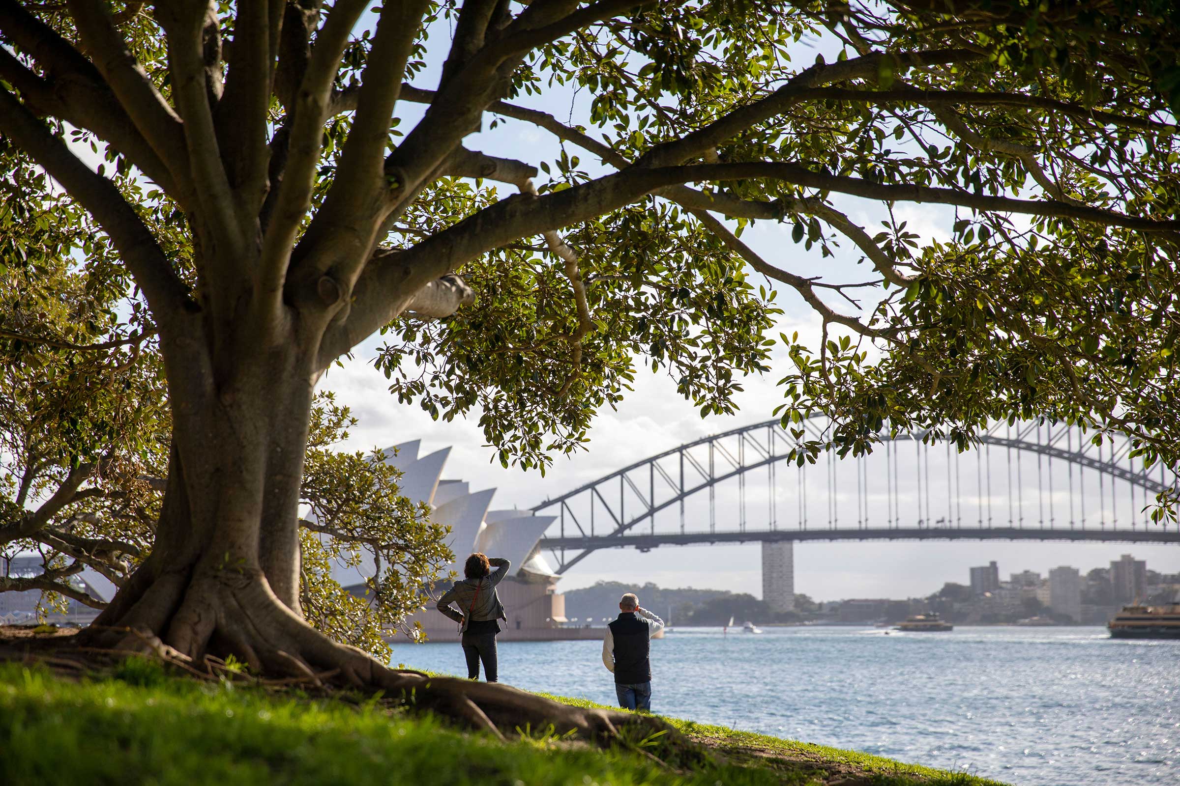 daily-sydney-tours-1200-2400-web-view-of-harbour-from-mrs-macquaries-point